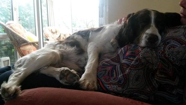Why do you think we love our pets so much?