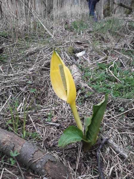 Can anyone identify this flower?