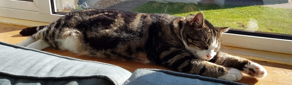 Cat sleeping stretched out