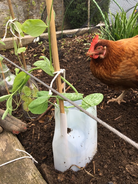 Allotment?Veg Patch Thread 13! Are we weathering the weather?