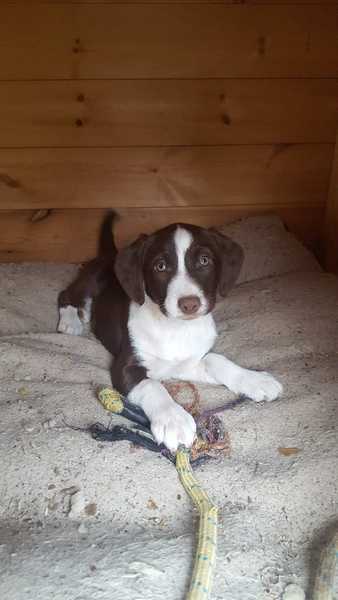 New puppy
