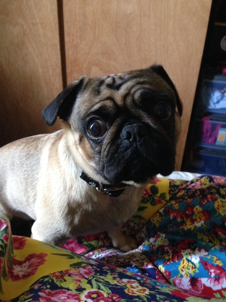 I'm a Vet ask me anything