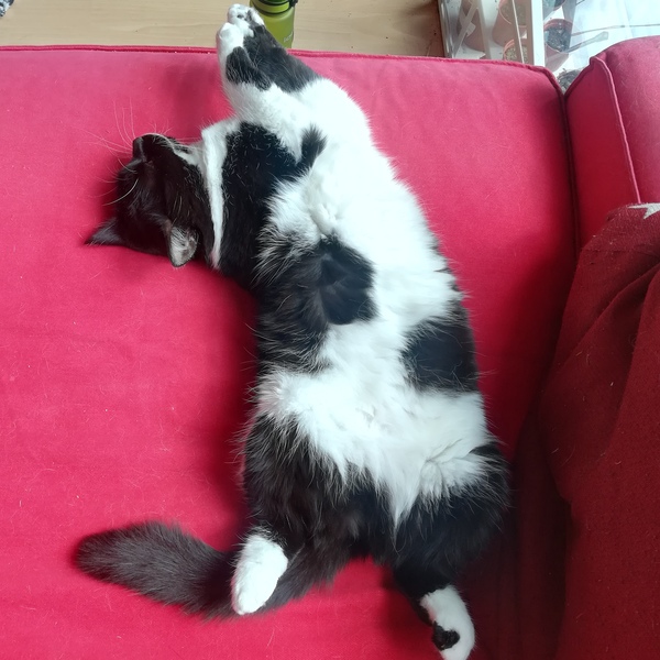 Giving kitten to someone in a flat? Is it cruel?