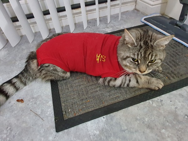 Cat in medical bodysuit not happy