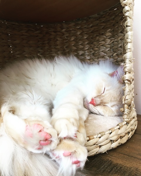 Toe beans
