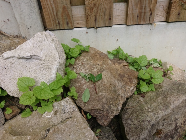 Weed/plant I'd please