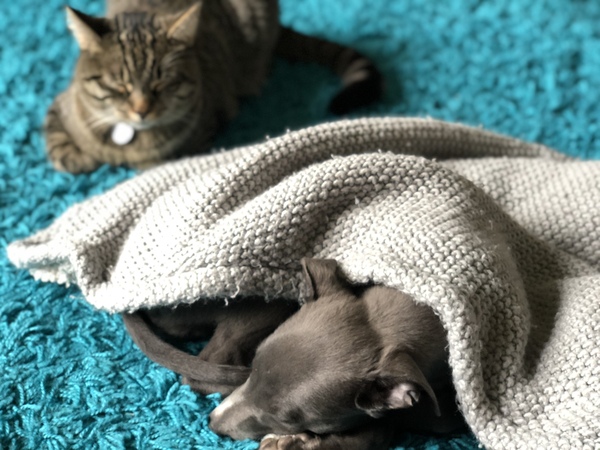 Can anyone tell me about dachshunds please?