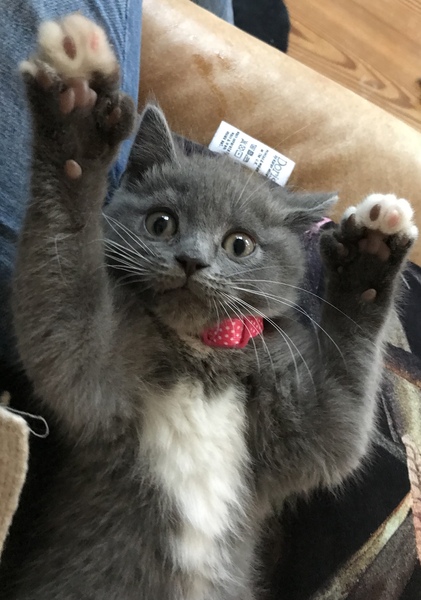 Since there is a rag doll thread, we need a Persian thread!