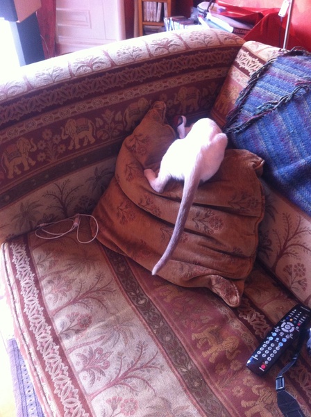 Westminstenders: The Bill Cash Appreciation Society