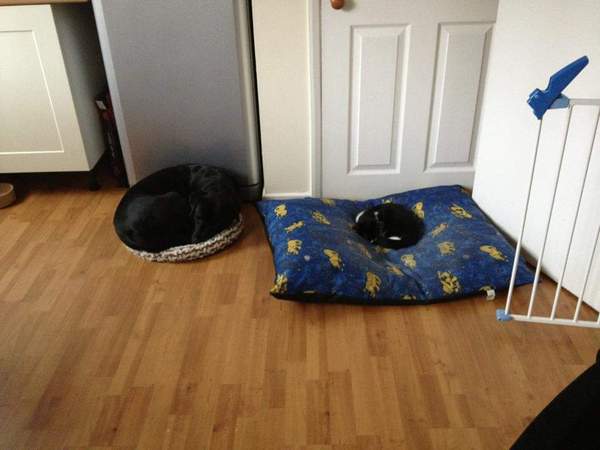 Big dog small bed..