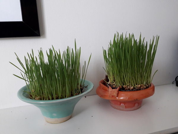 Creepy Wheatgrass *warning* pictures