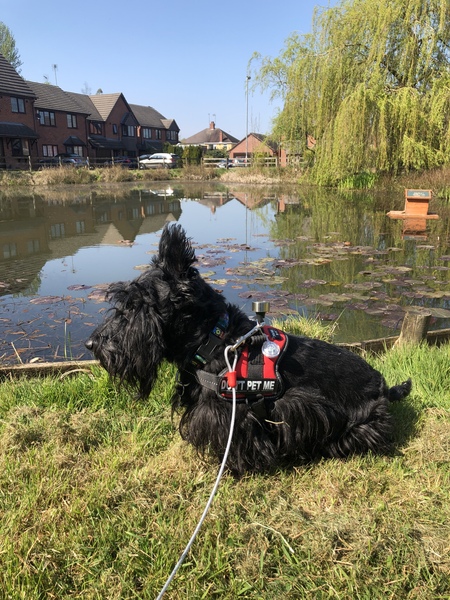 A lovely thread full of dog photos in the sun