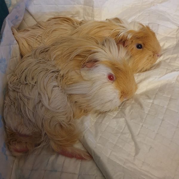 I'm thinking of getting guinea pigs. Please educate me!