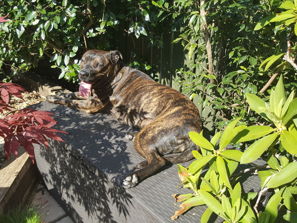 A lovely thread full of dog photos in the sun