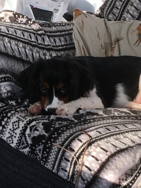 Really struggling with new puppy