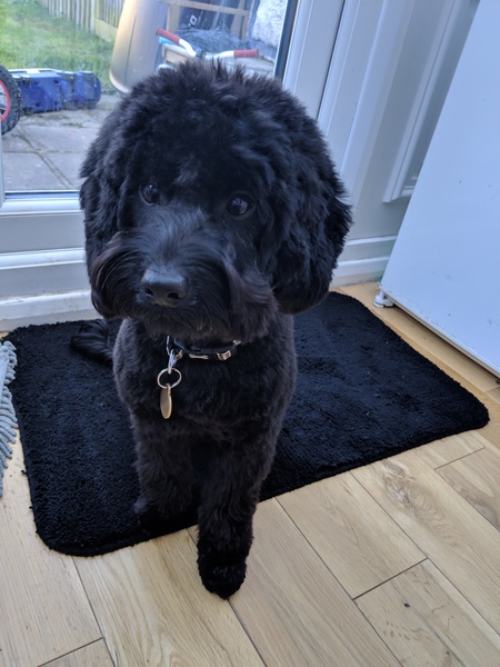 Show me your dog