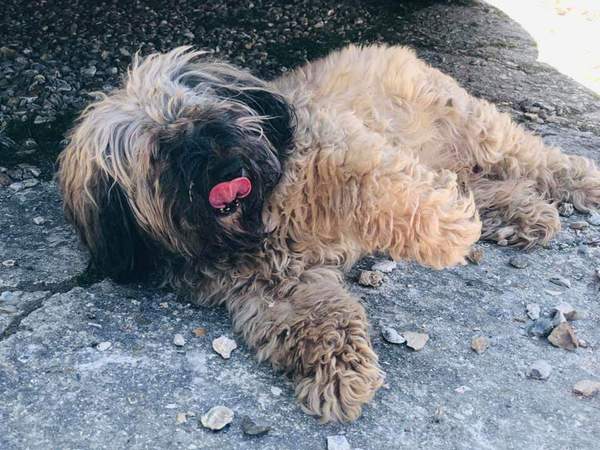 A lovely thread full of dog photos in the sun