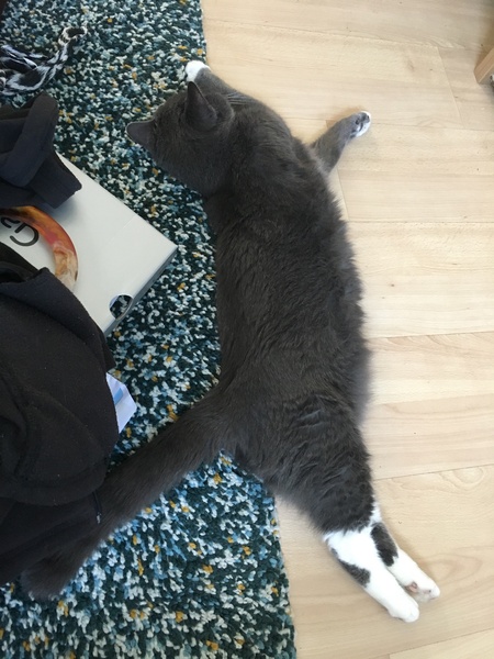 What's your DCat up to today? (Thread 7!)