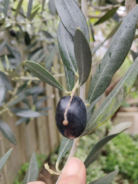 Olives!