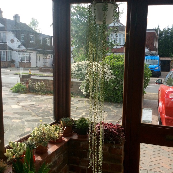 Indoor succulents - String of Pearls