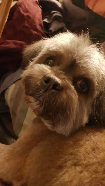 Anyone up? My old boy is ill.