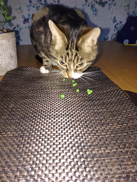 Kitten and newborn