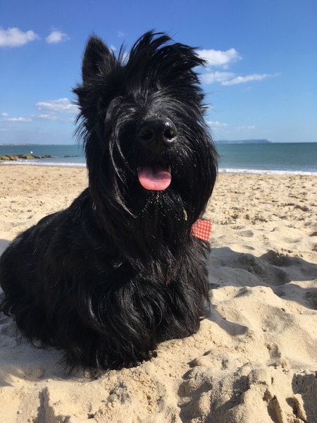 Your favourite dog breed?