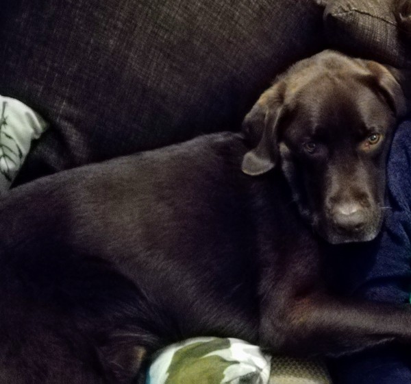 Why do you think we love our pets so much?