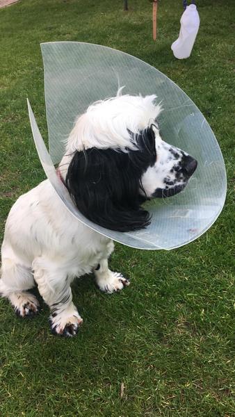 Cone of shame woes