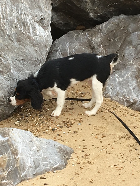 Cavalier King Charles had a too serious haircut