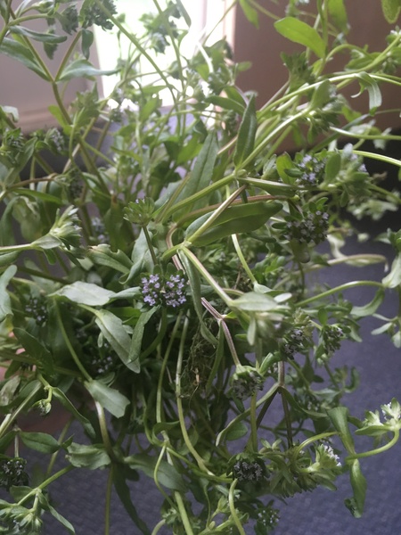 Any Witches Here? Part 8.