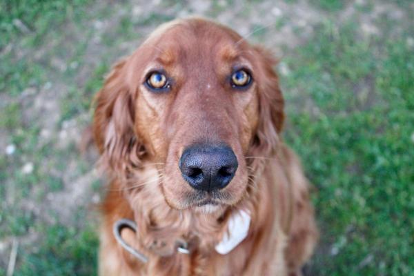 Show me your dog