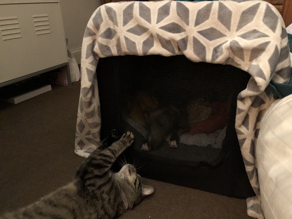 General Dog Chat 5