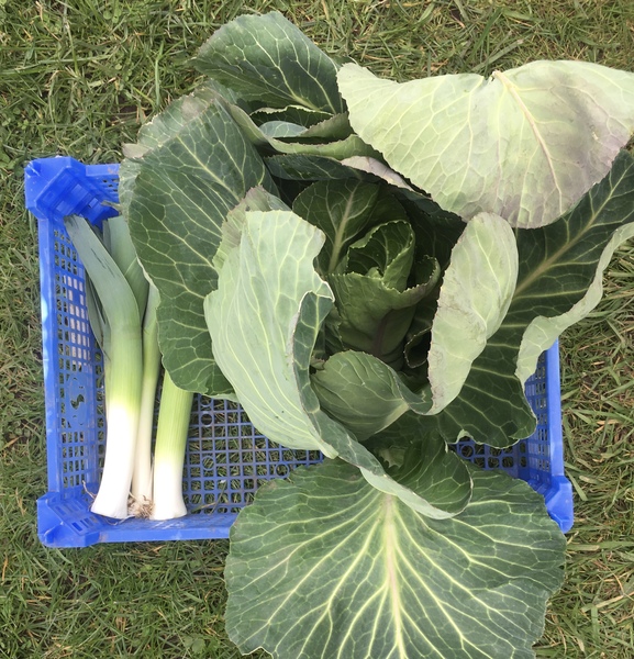 Allotment?Veg Patch Thread 13! Are we weathering the weather?