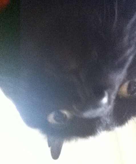 Westminstenders: The Schlong Extension