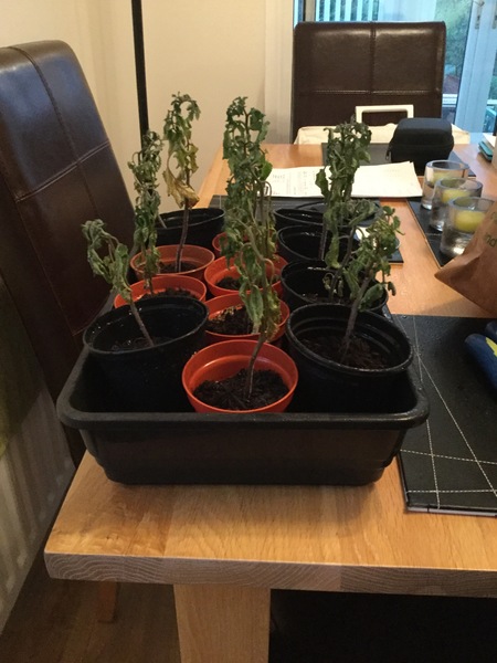 Are my tomato plants beyond saving ? Please help🍅 😕