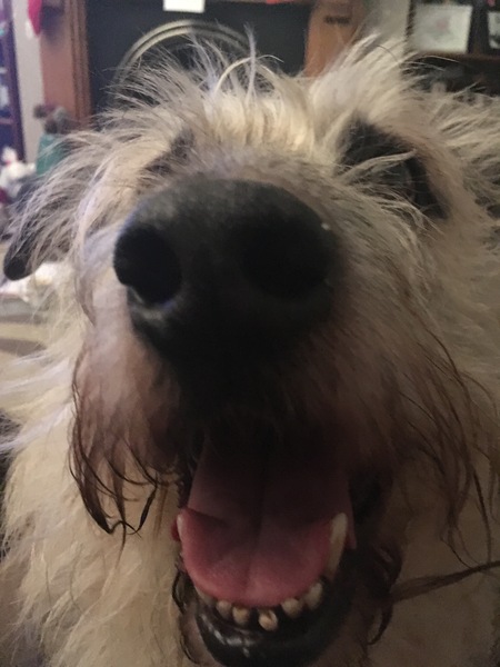Show me your dog