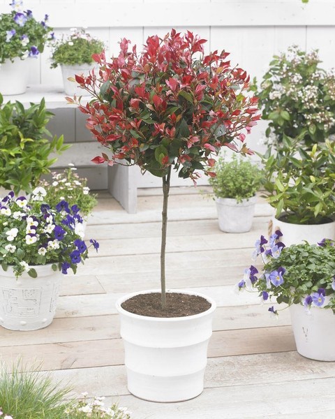 What small tree for outside front window, limited frontage