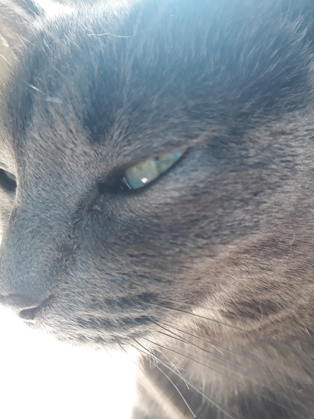 Why can't I eat human food?