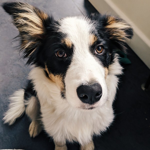 Your favourite dog breed?