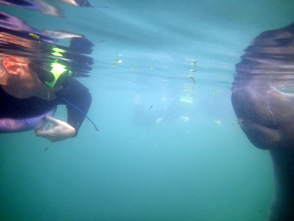 Today I fed a Manatee and wept....