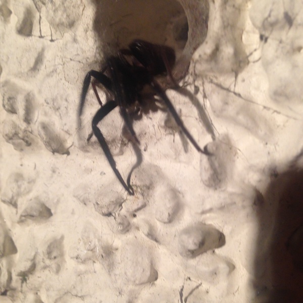 Spider identification please - ***PICTURE!***