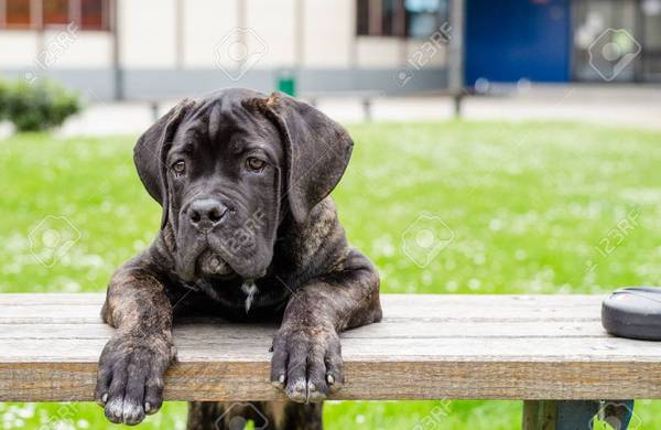 Your favourite dog breed?