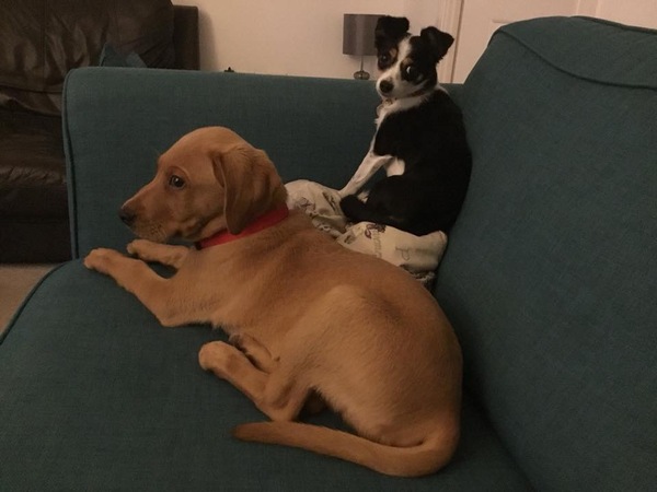 Your favourite dog breed?