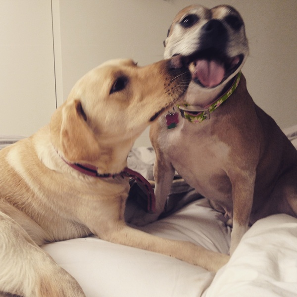 Your favourite dog breed?