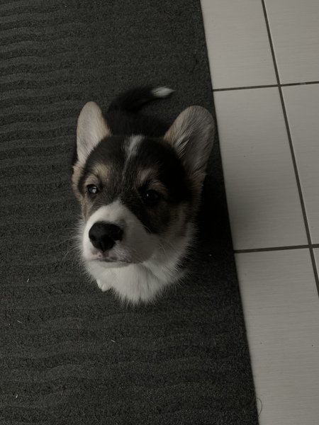Show me your dog
