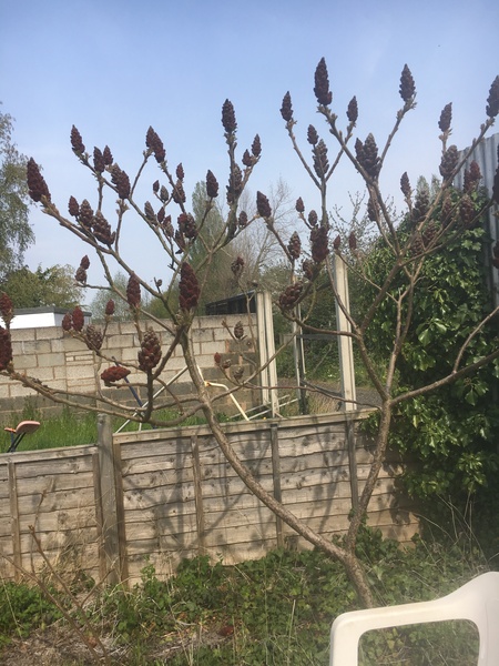 Help me identify this tree