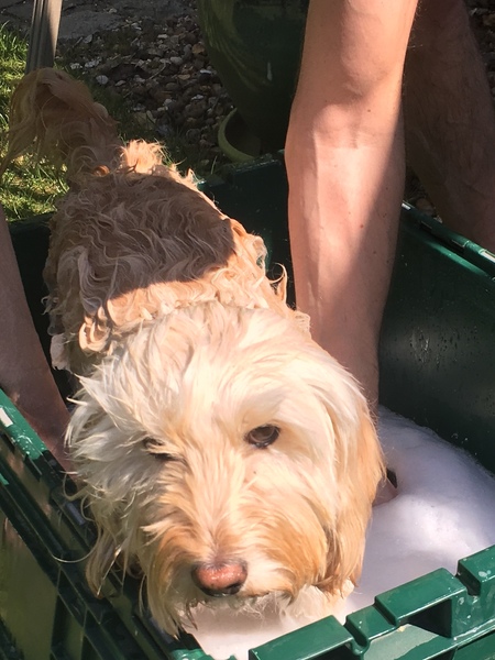 A lovely thread full of dog photos in the sun
