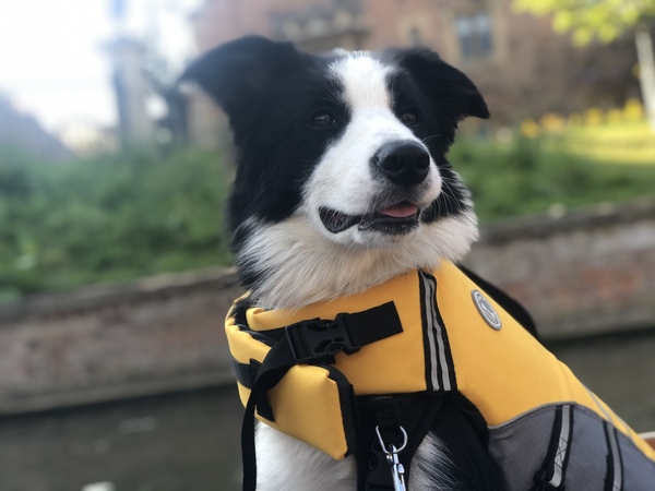 A lovely thread full of dog photos in the sun