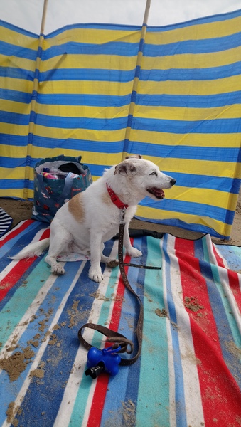 A lovely thread full of dog photos in the sun